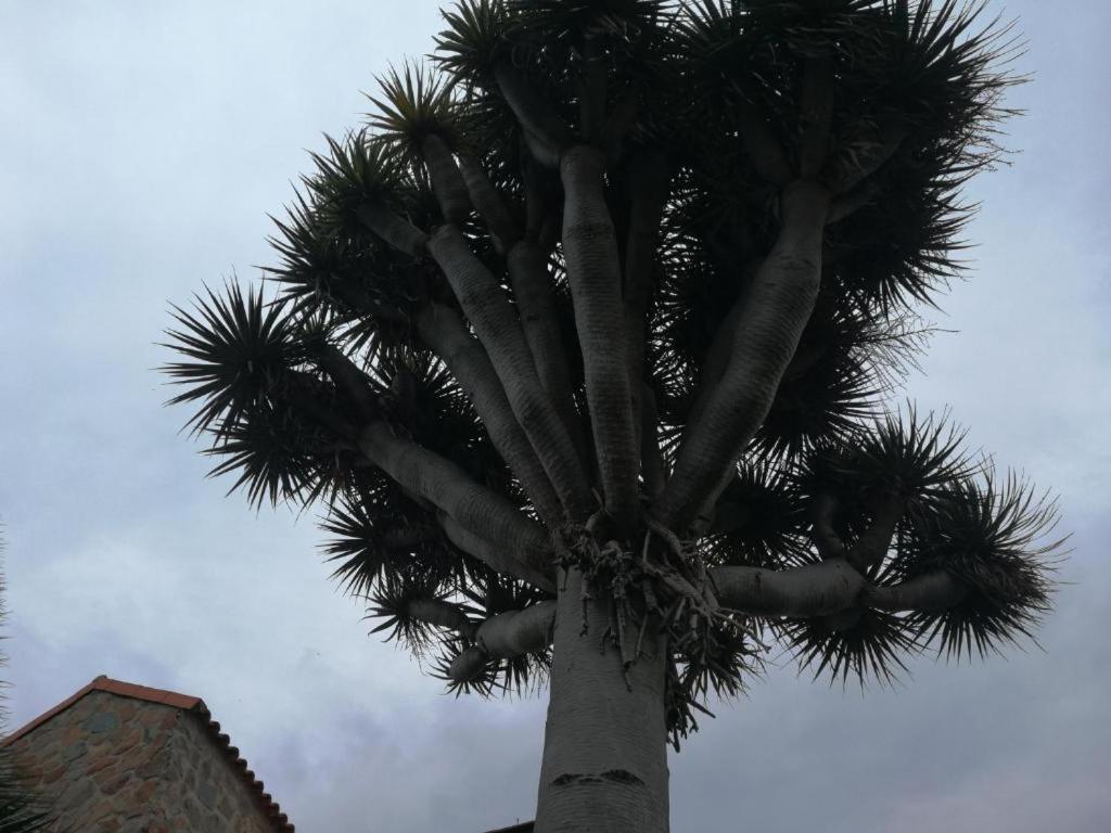 Ferienwohnung Casa El Drago-Tafira Baja Las Palmas / Gran Canaria Exterior foto